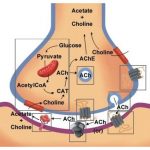 acetyl