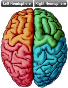 brainhemispheres